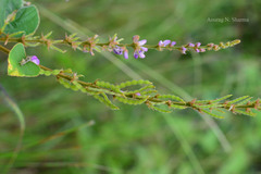 Desmodium velutinum